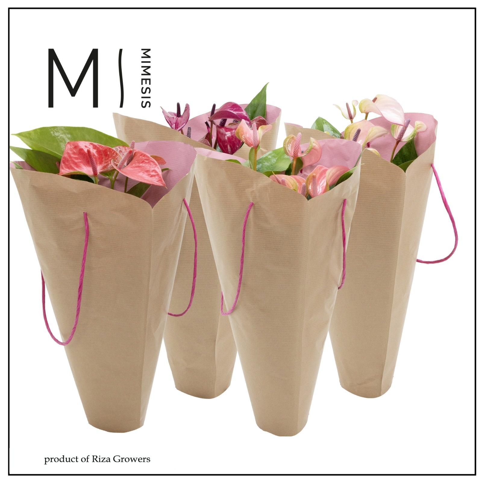 Anthurium - KARMA Pink mix Gift bag | 12cm, D 12