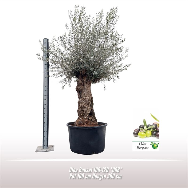 Olea *086* Bonsai 100-120, D 100
