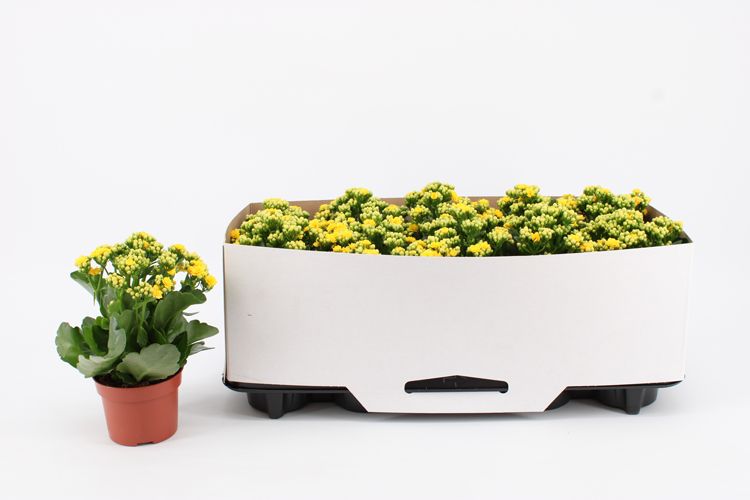Kalanchoe Double Yellow, in kraag, D 10,5
