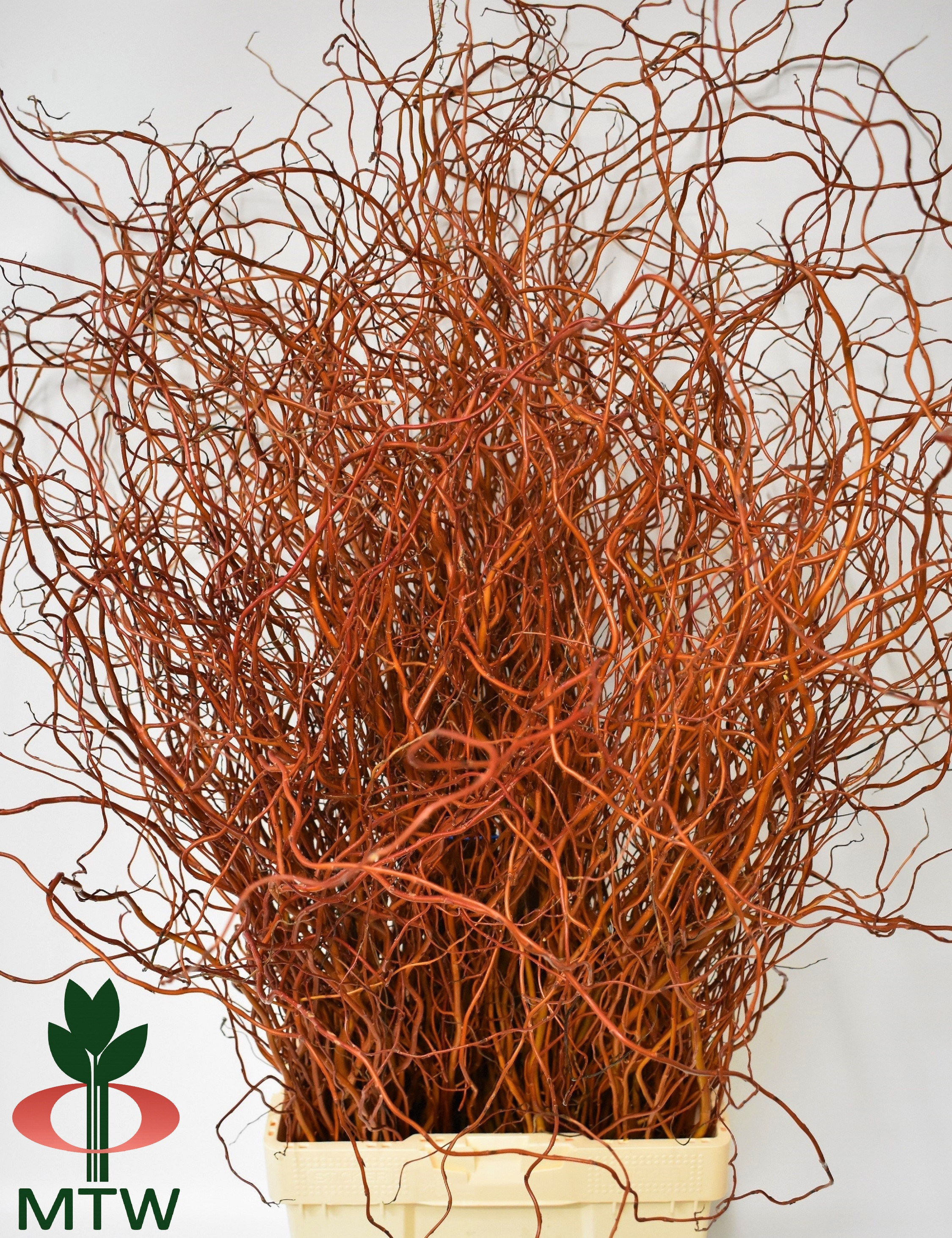 Саликс Овериг за пучок 100, пуч.