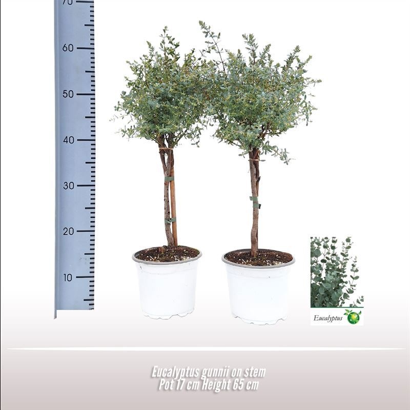 Eucalyptus gunnii op stam, D 17