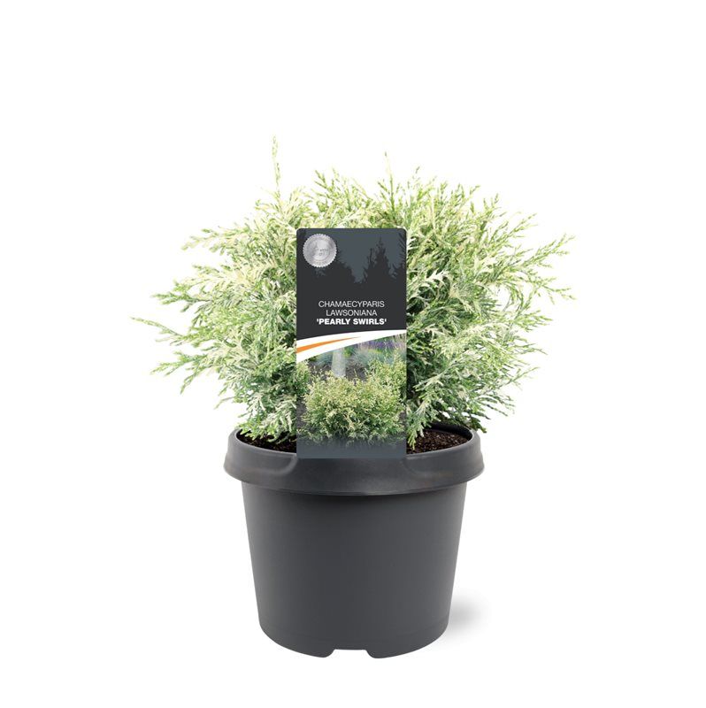 Chamaecyparis law. 'Pearly Swirls', D 19