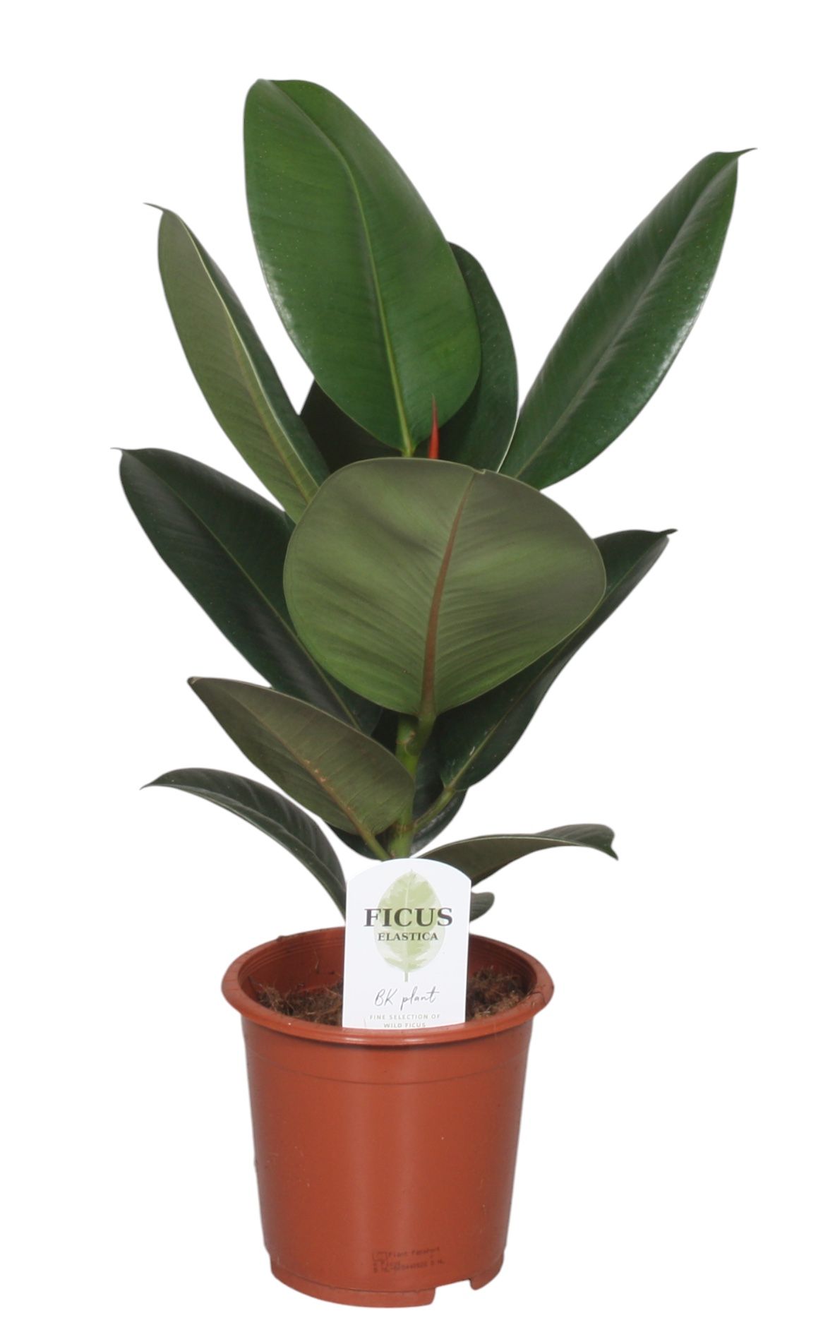 Ficus Elastica Robusta, D 17