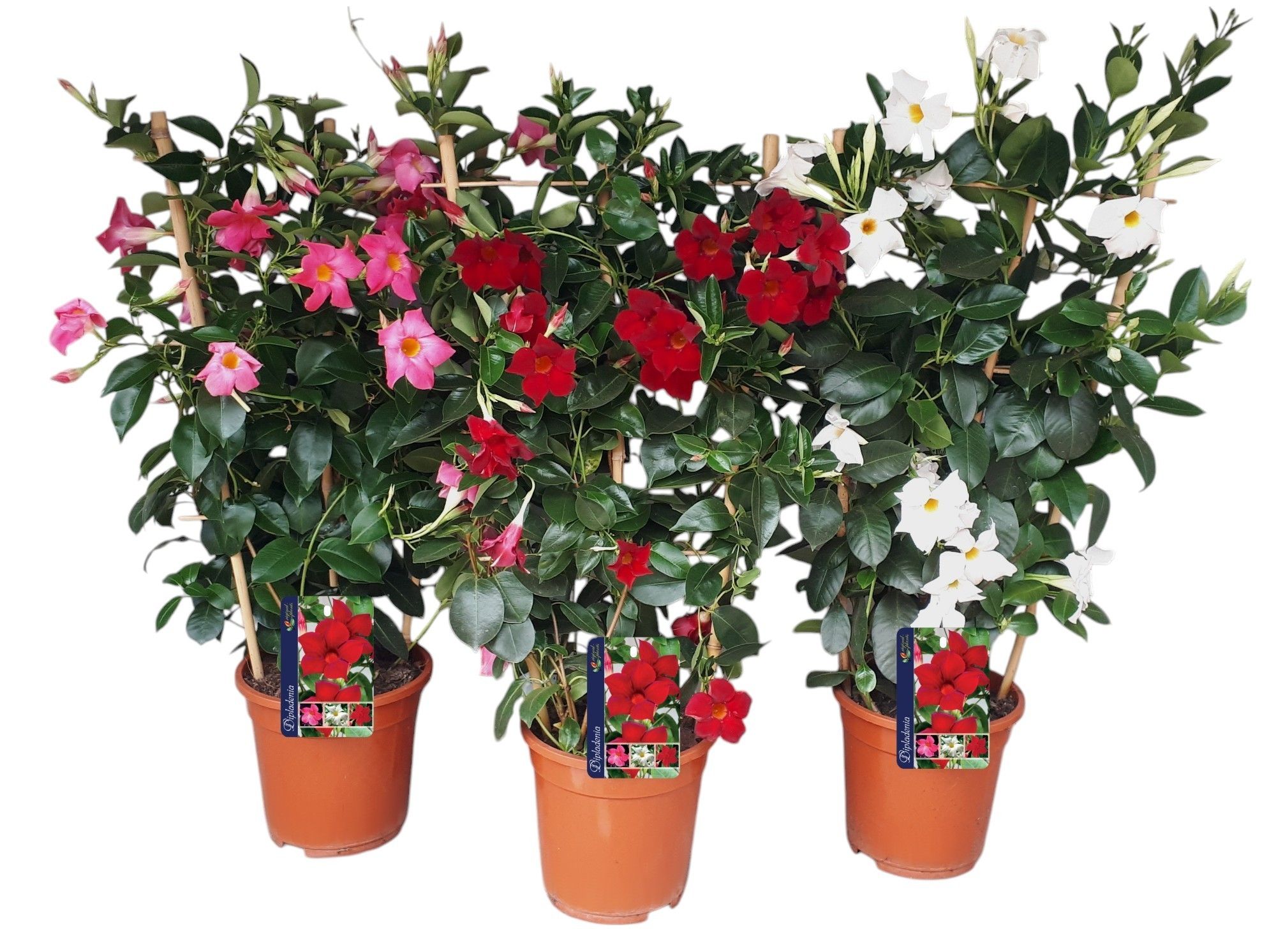 mandevilla op rek gemengd, D 19