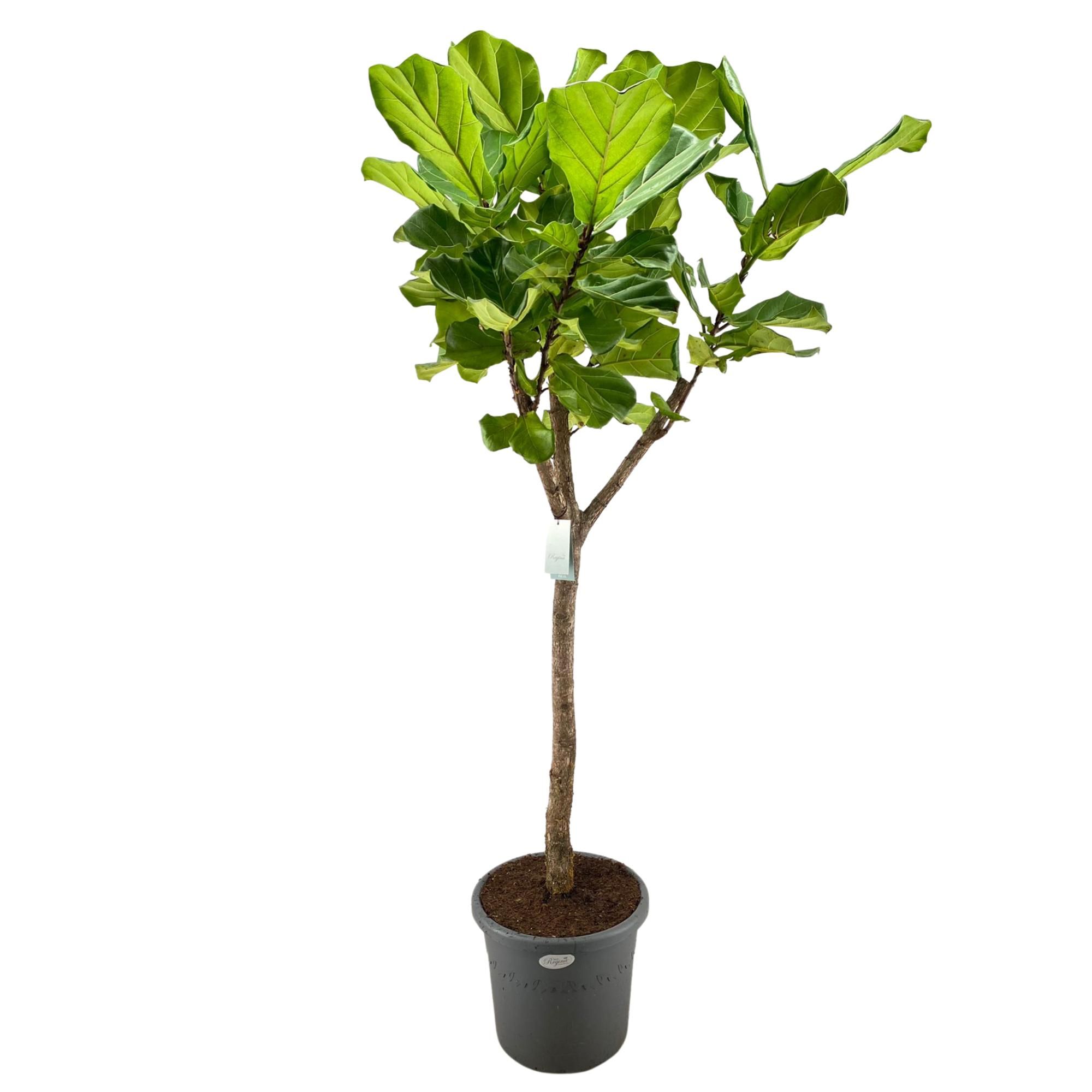 Ficus Lyrata rechte stam p40, D 40