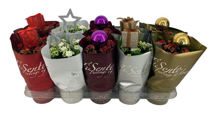 Calandiva 12 cm Kerstmix + Steker, D 12