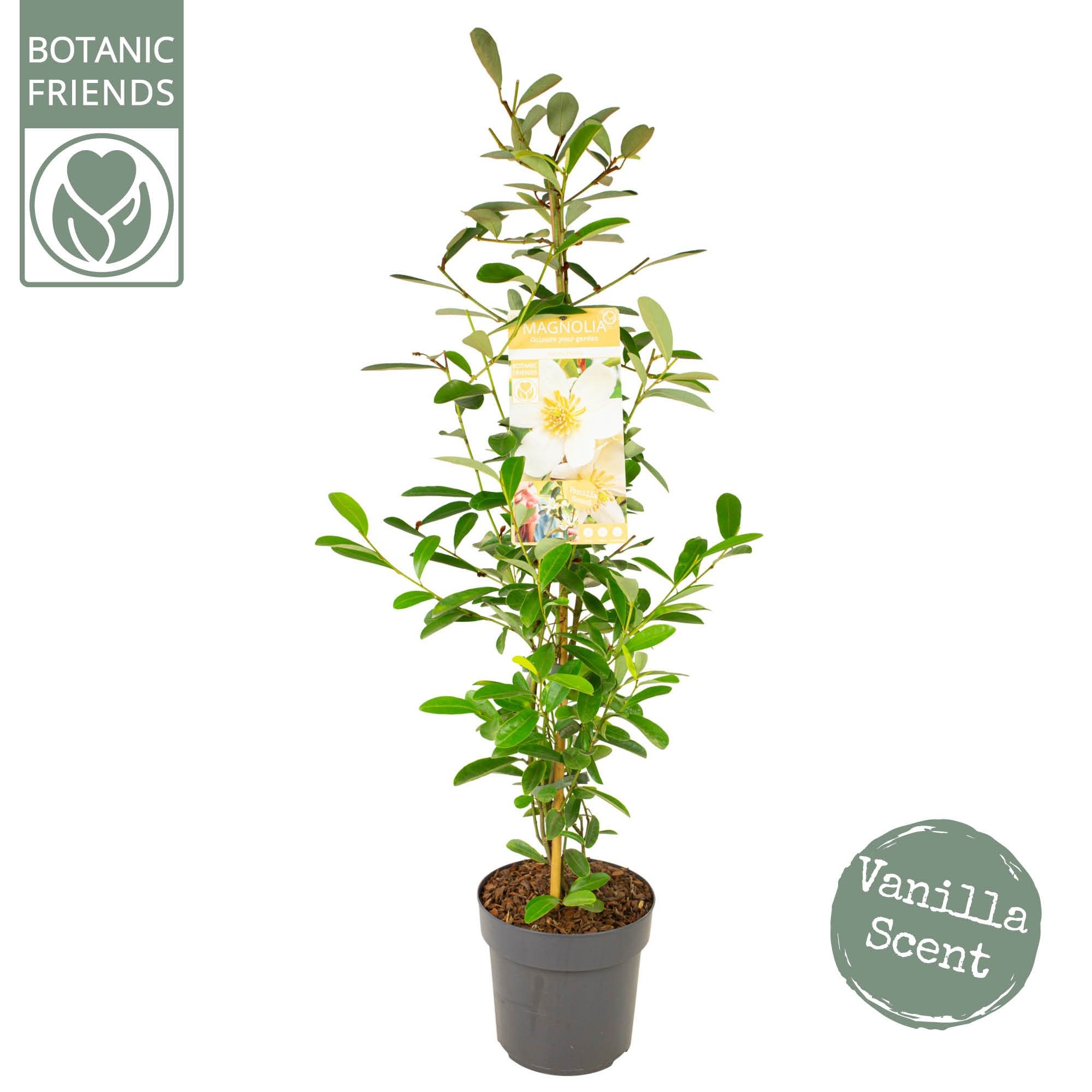 Magnolia 'Vanilla Pearls' ® Piramide, D 19