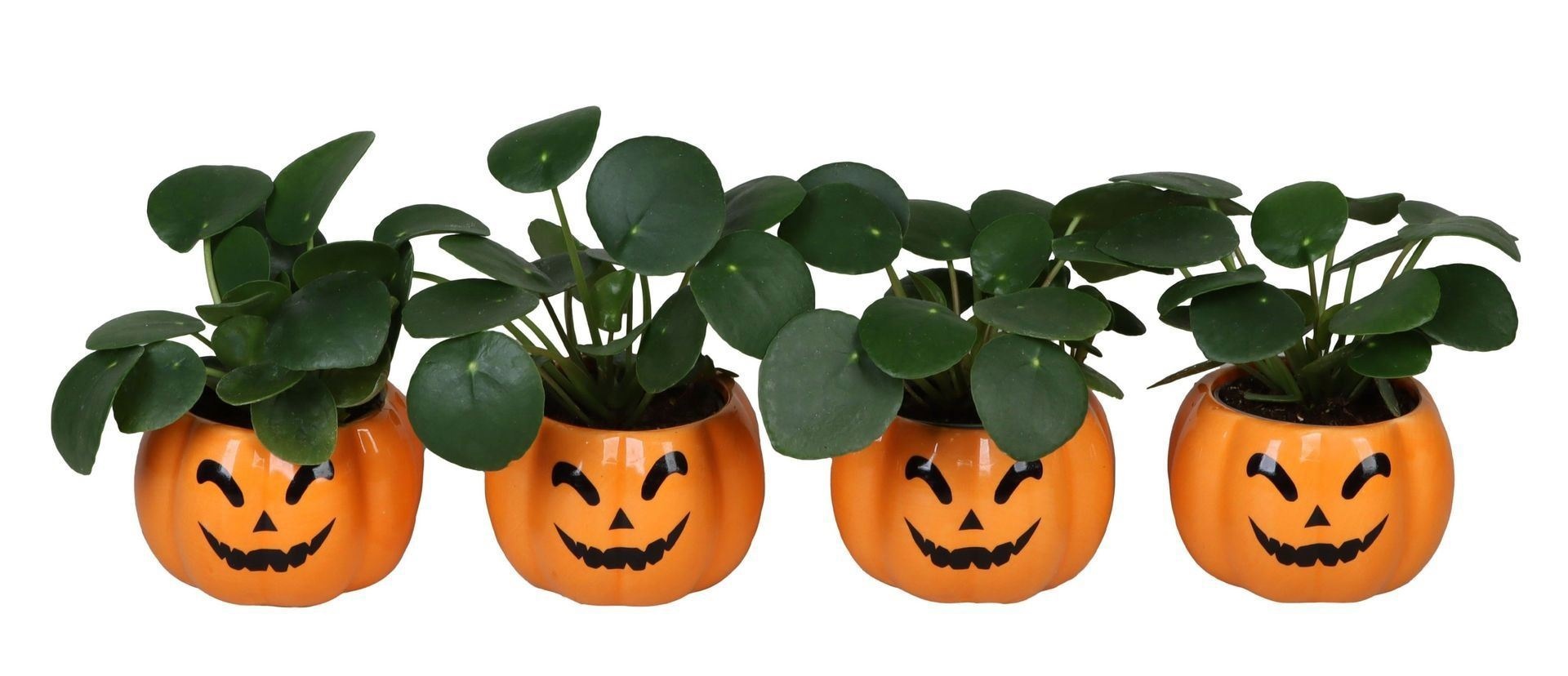 L 66468 With Pilea Peperomides 6 cm, D 6