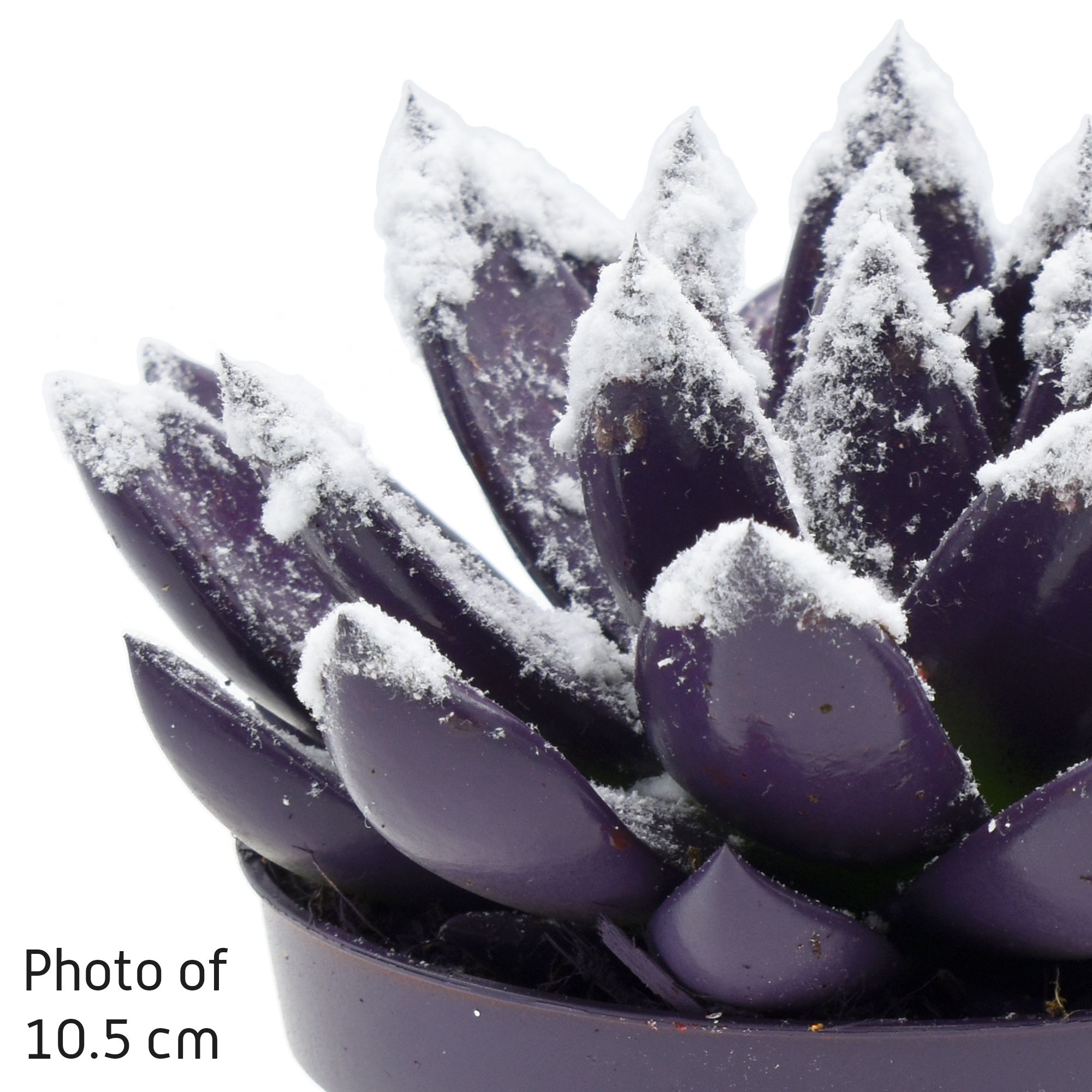 Miranda coloured dark purple + snow, D 6