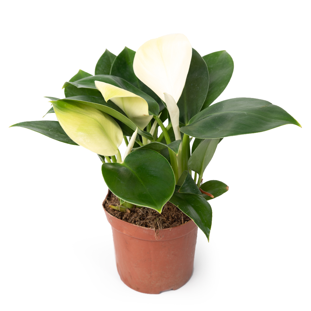 Филодендрон вайт конго 11 27 (предзаказ)