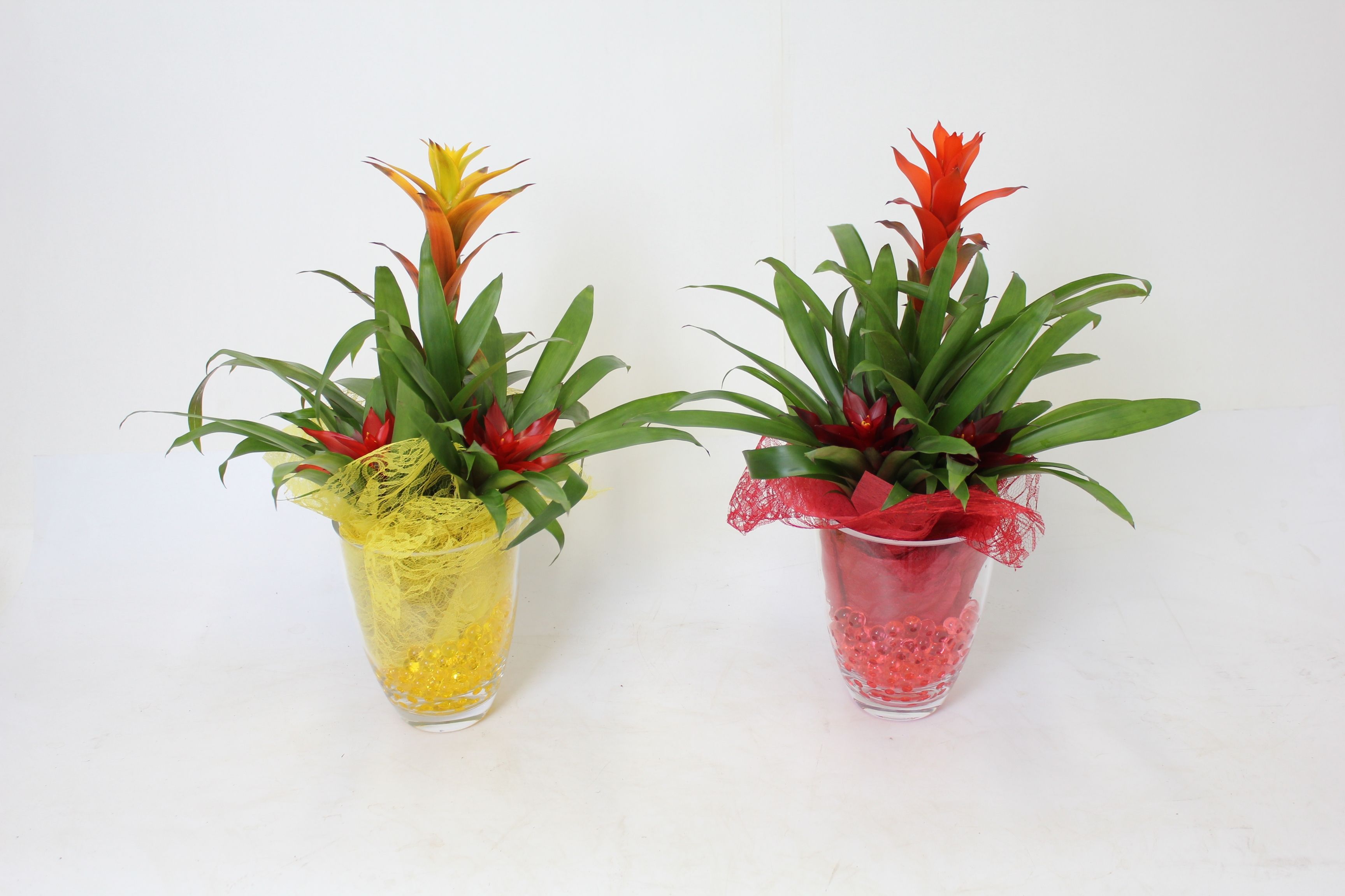Bromelia in Glazen Dia Vaas 20 3 planten per pot, D 22