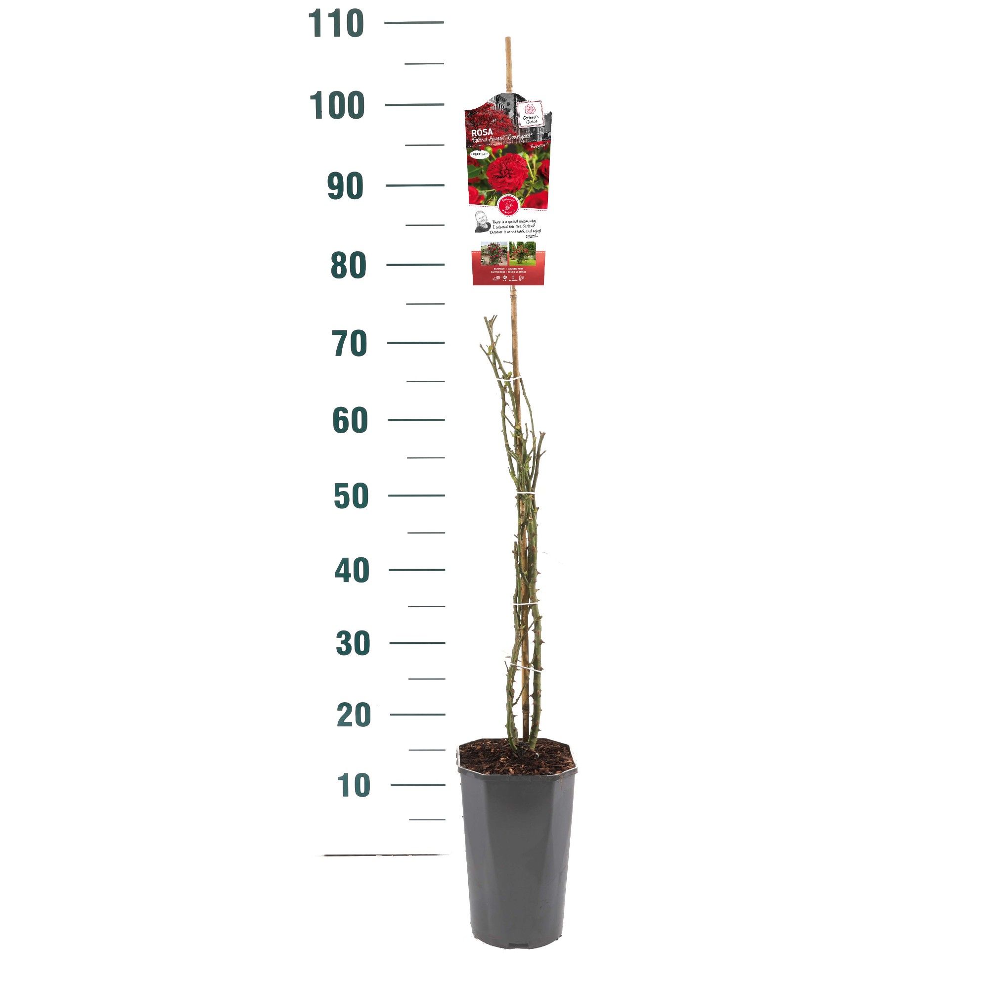Rosa 'Grand Award' - Klim - C3rp - Exclusive Collection, D 19