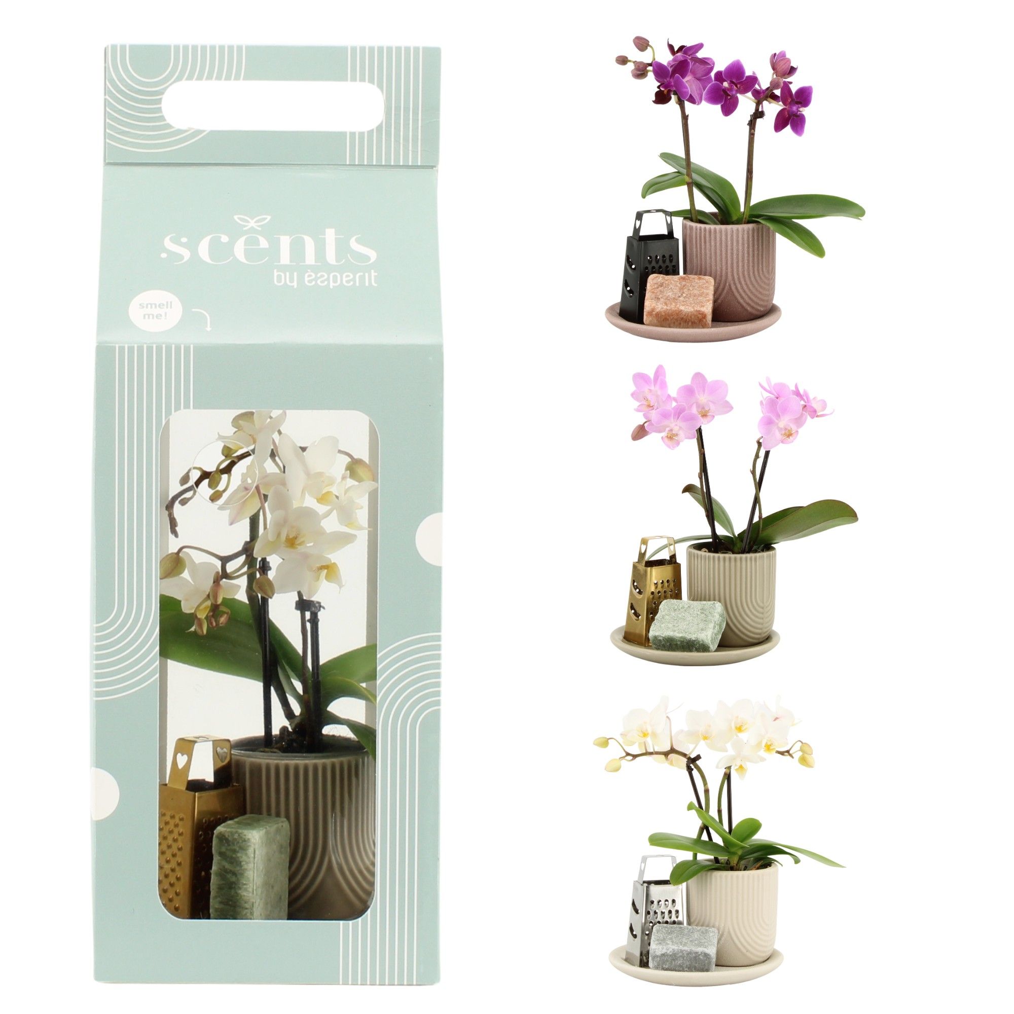 90619: Scents arrangement, D 12,5