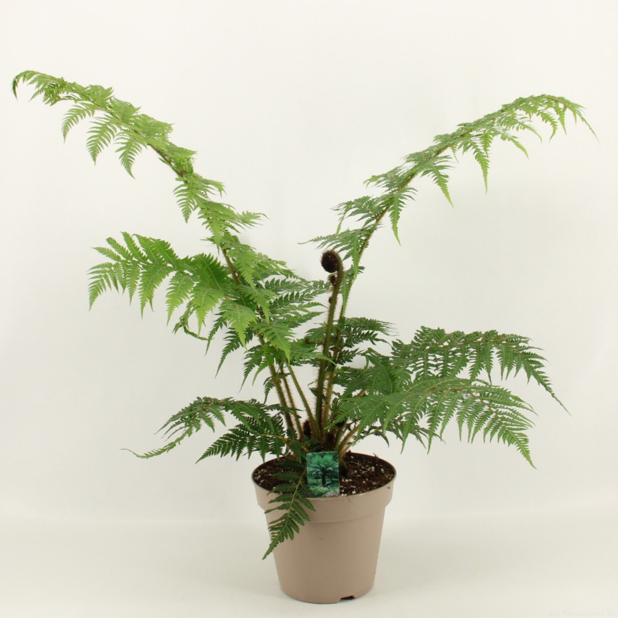 Cyathea Australis / Boomvaren 23cm, D 23