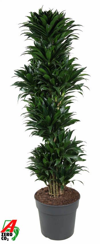 Dracaena Compacta vertakt P34, D 34
