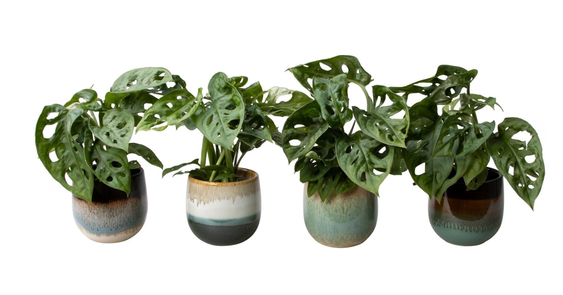 L 65780 with Monstera, D 6