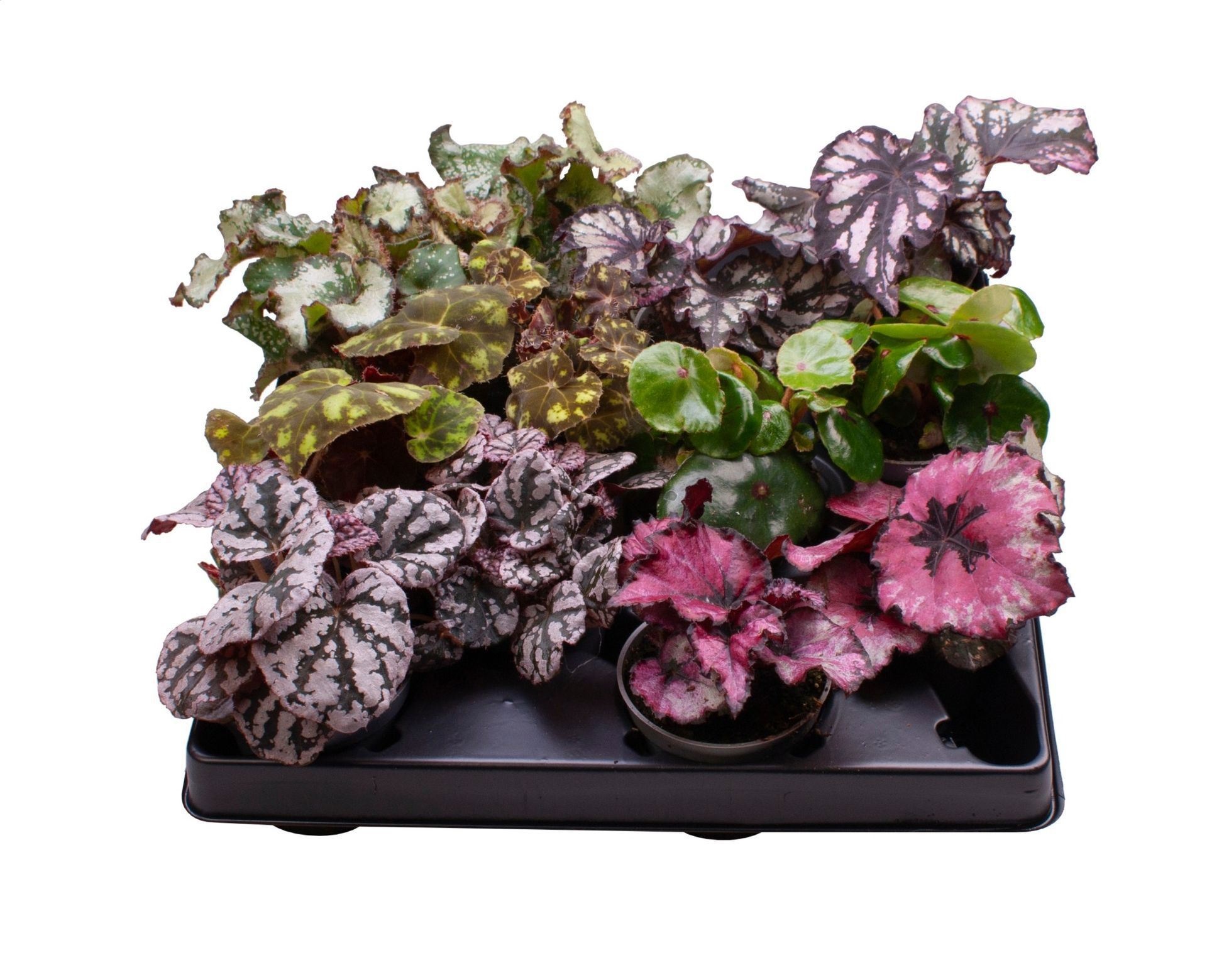 Begonia Rex Mix, D 6