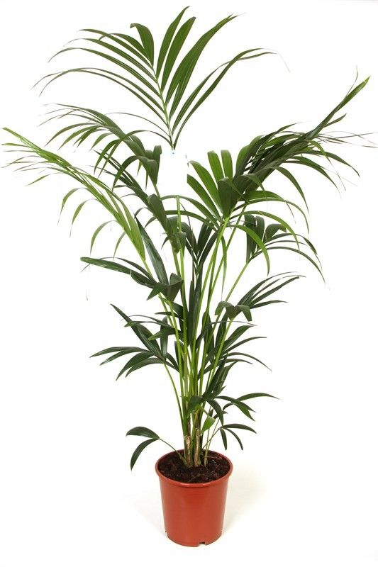 howea BUDGET LIJN, D 27