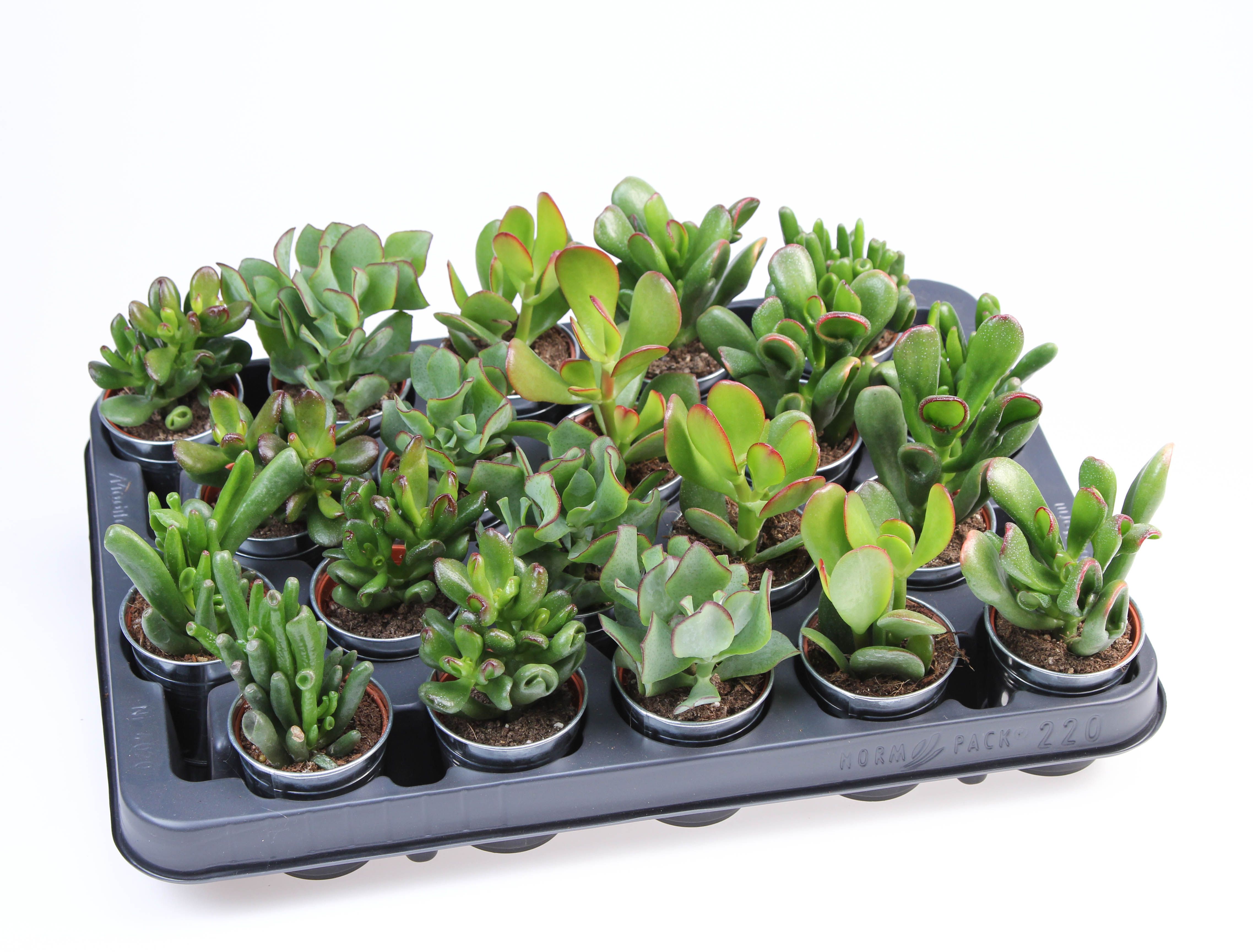 Crassula mix in Zinkpot, D 5,5