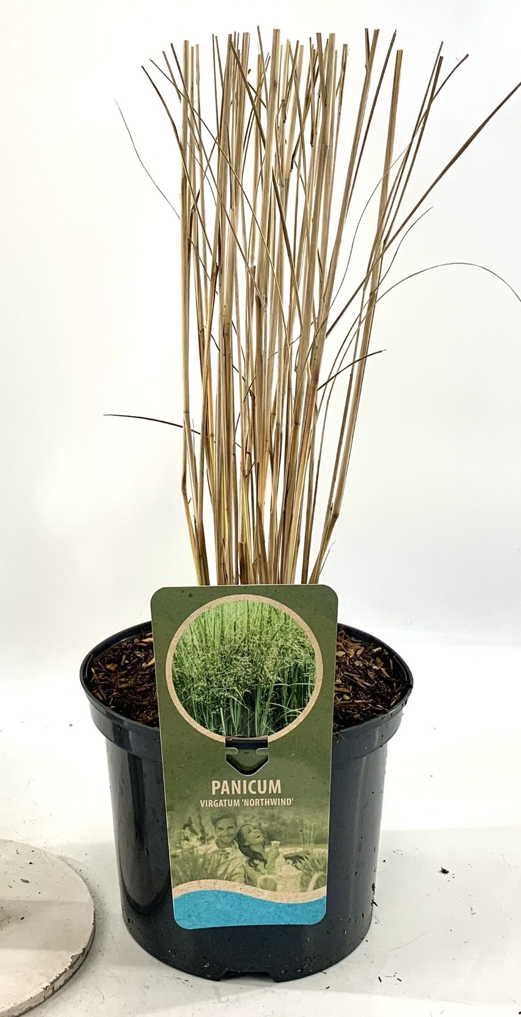 Panicum vir. 'Northwind', D 19