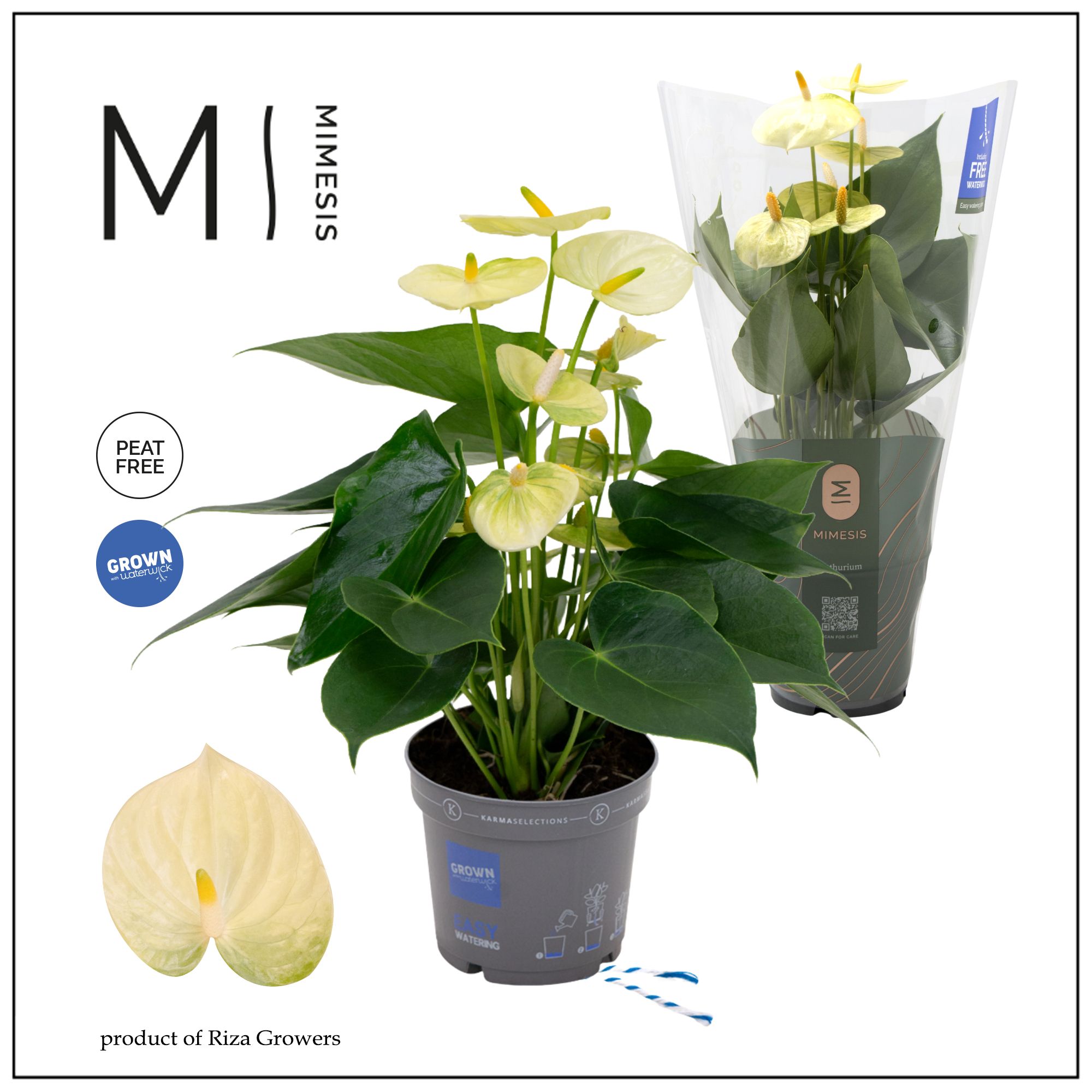 Mimesis Anthurium KARMA Lime - 12cm, D 12