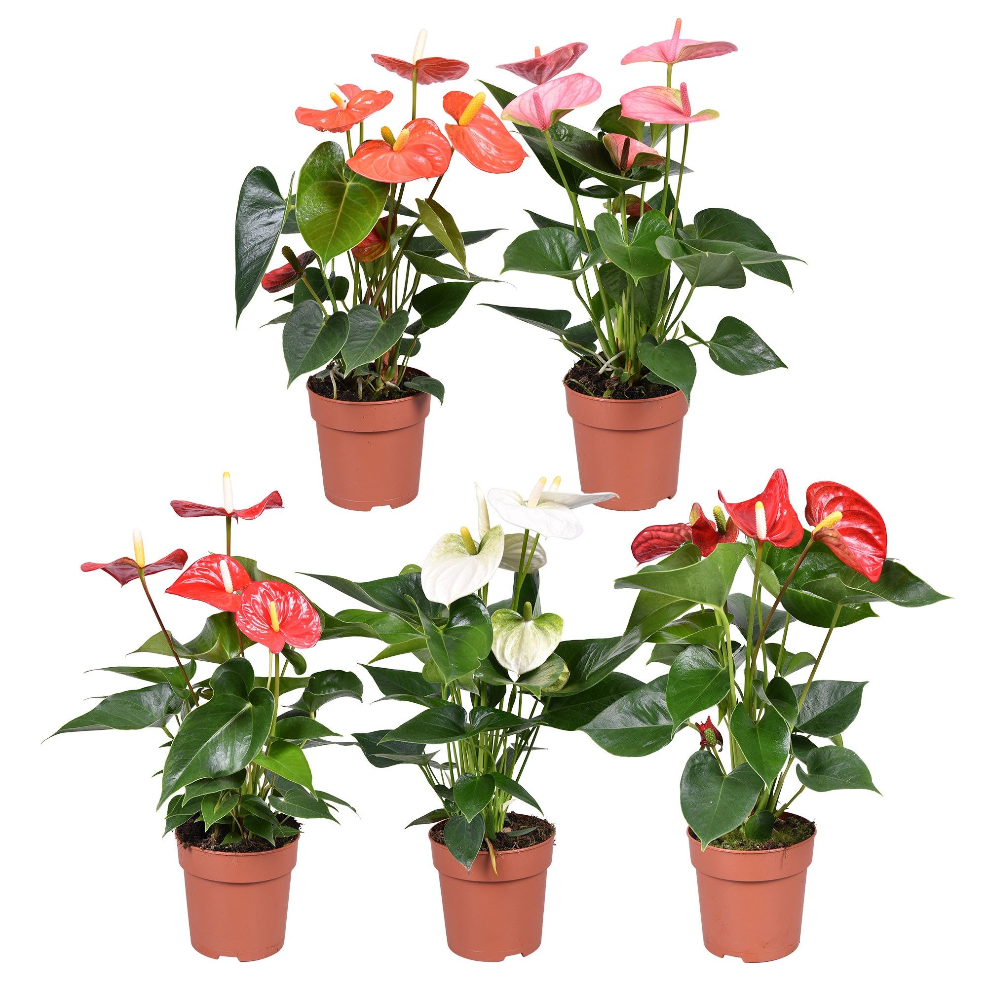 Anthurium ''Just perfection®'' XL-Flowers mix, D 12