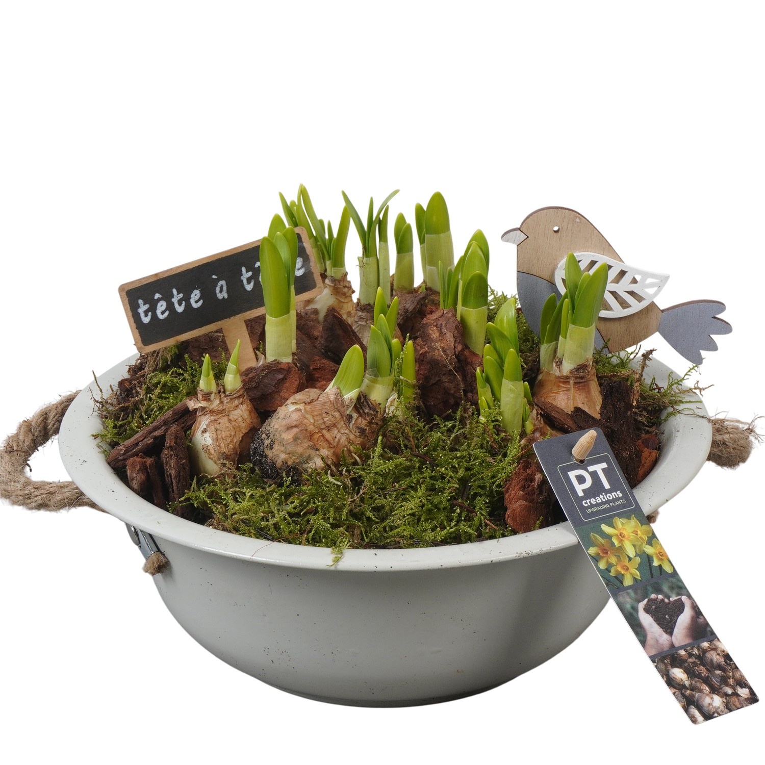 PTN8523 Arrangement Narcissus in zink schaal, D 24