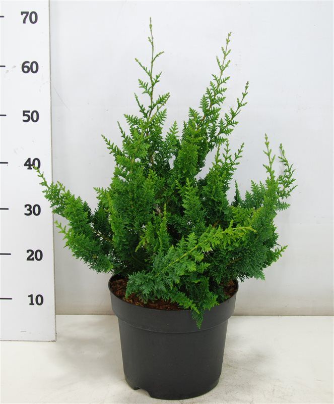Chamaecyparis o. 'Teddy Bear', D 26