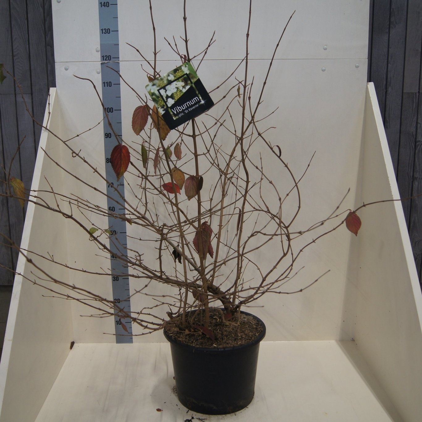 Viburnum plic. 'St Keverne', D 40