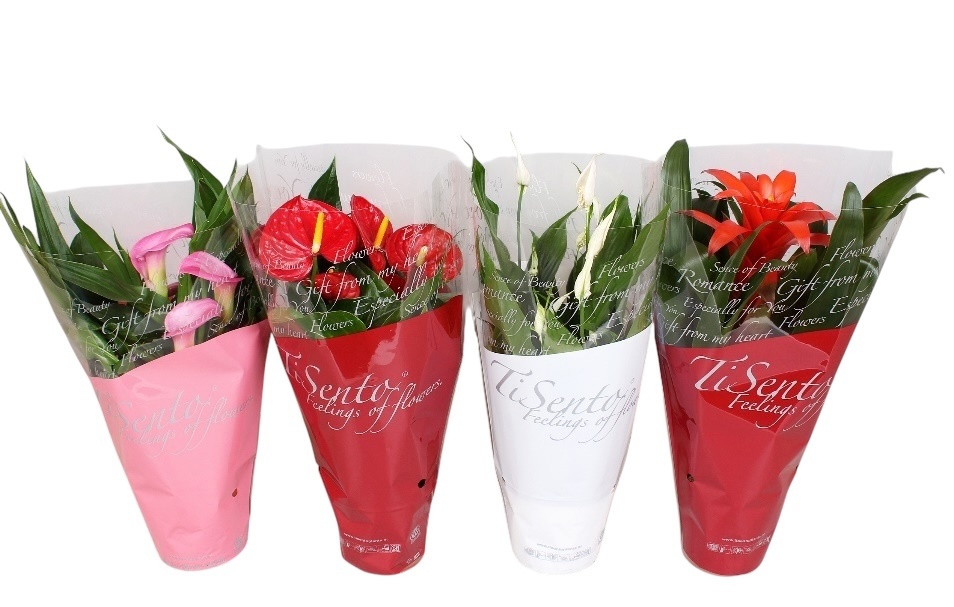 Specially Mix Valentijn, D 12