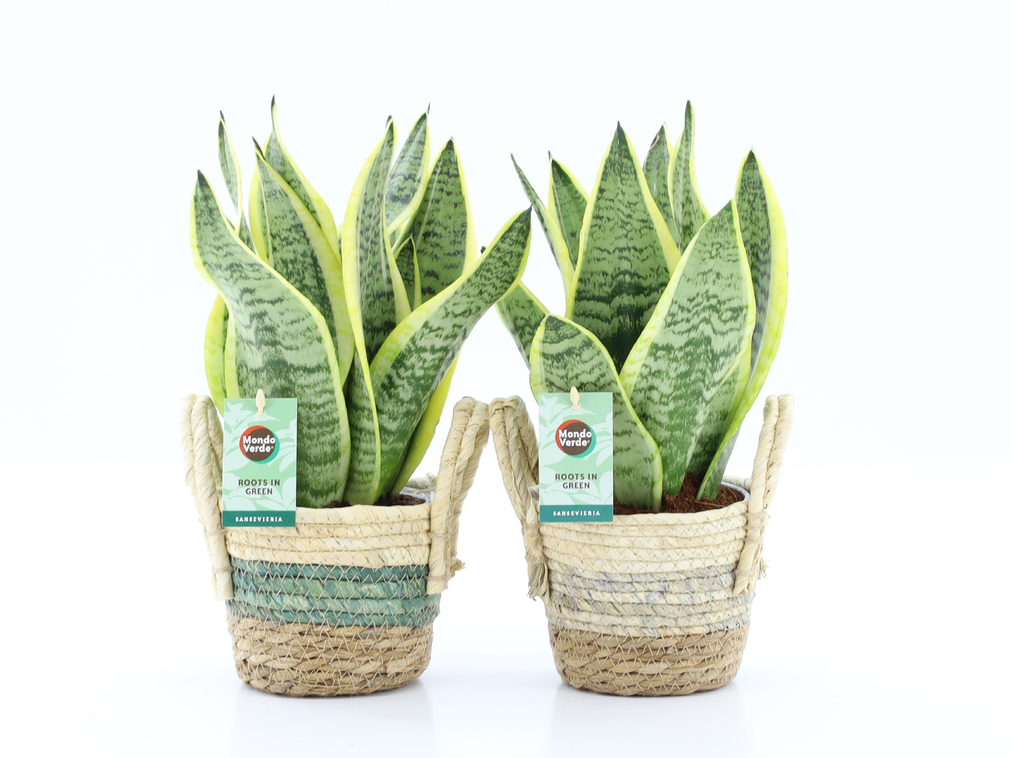 Sansevieria 'Futura Superba' in Noah Stripe, D 14