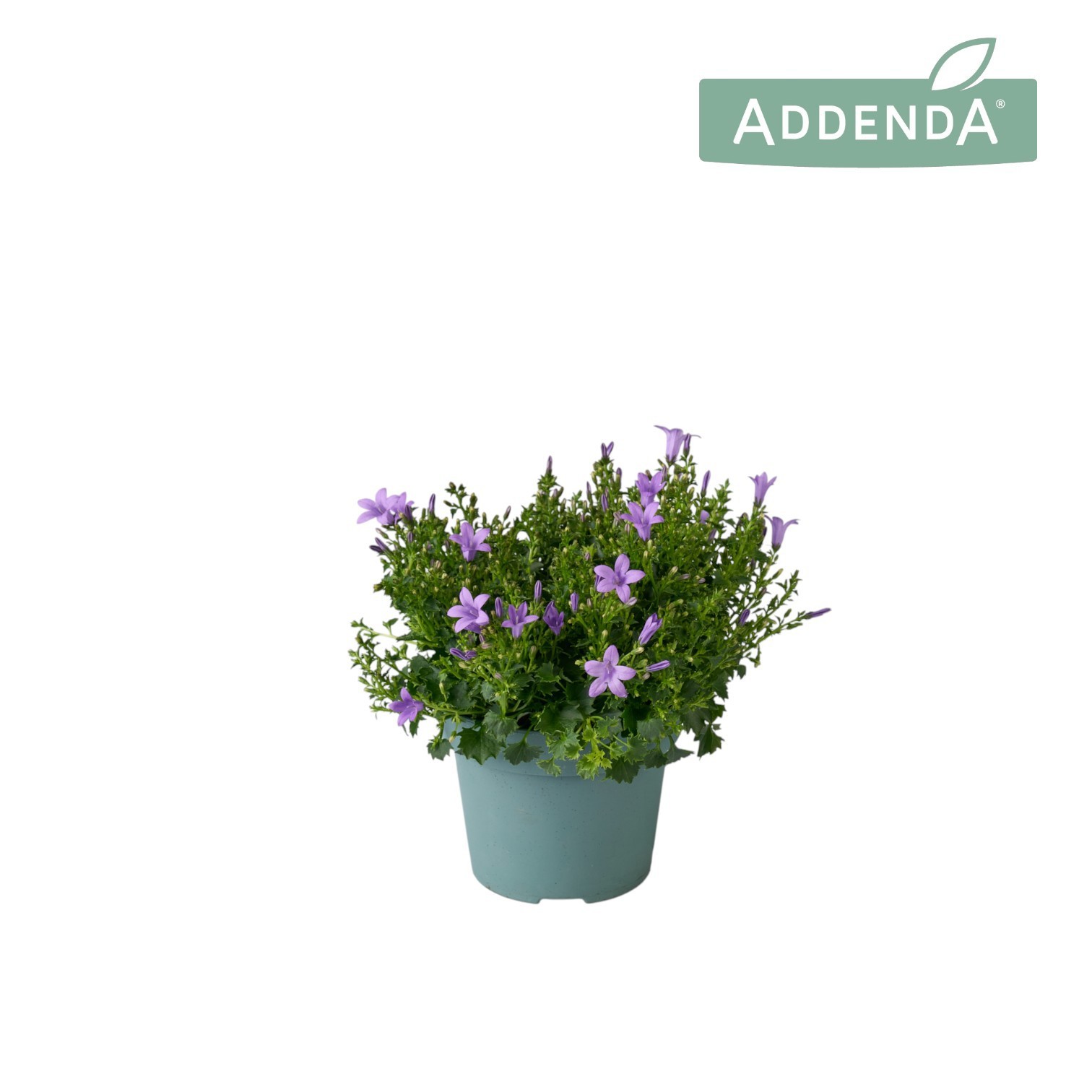 Campanula Ambella Lavender 14 cm, D 14