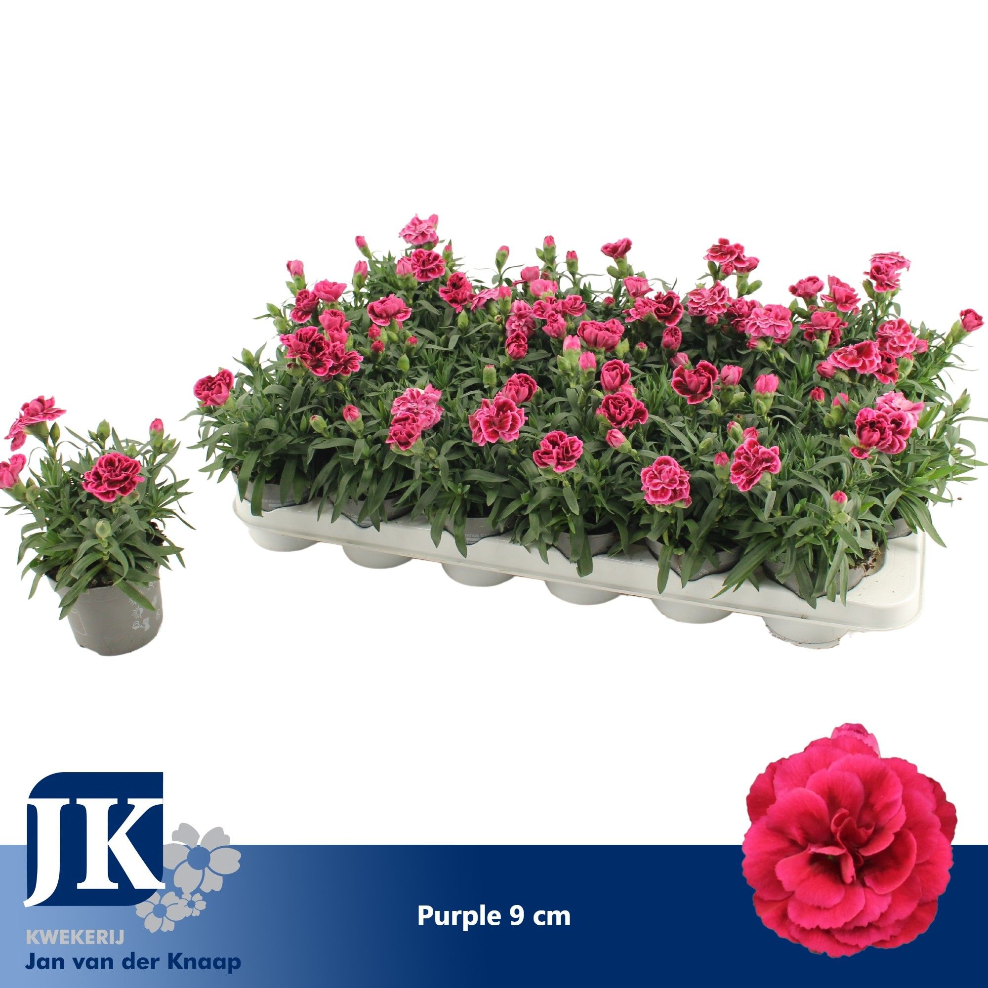 Dianthus Purple P 9, D 9