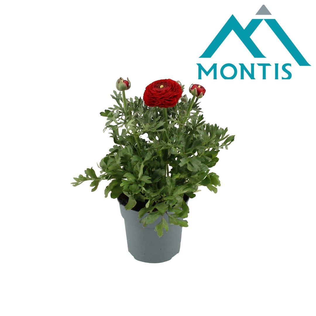 Ranunculus Sprinkles Red 10,5 cm, D 10,5