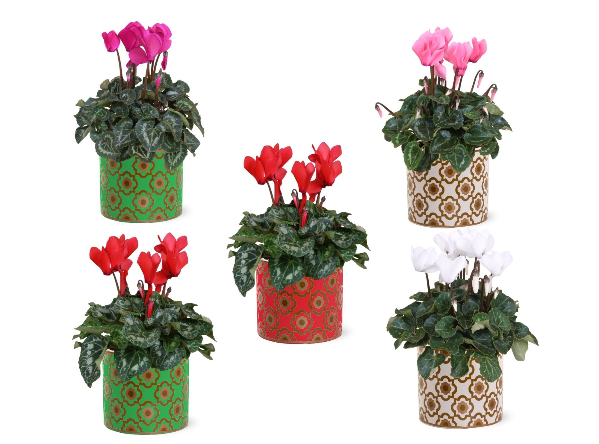 Collectie "Fun World" Cyclamen in keramiek Jacey, D 14