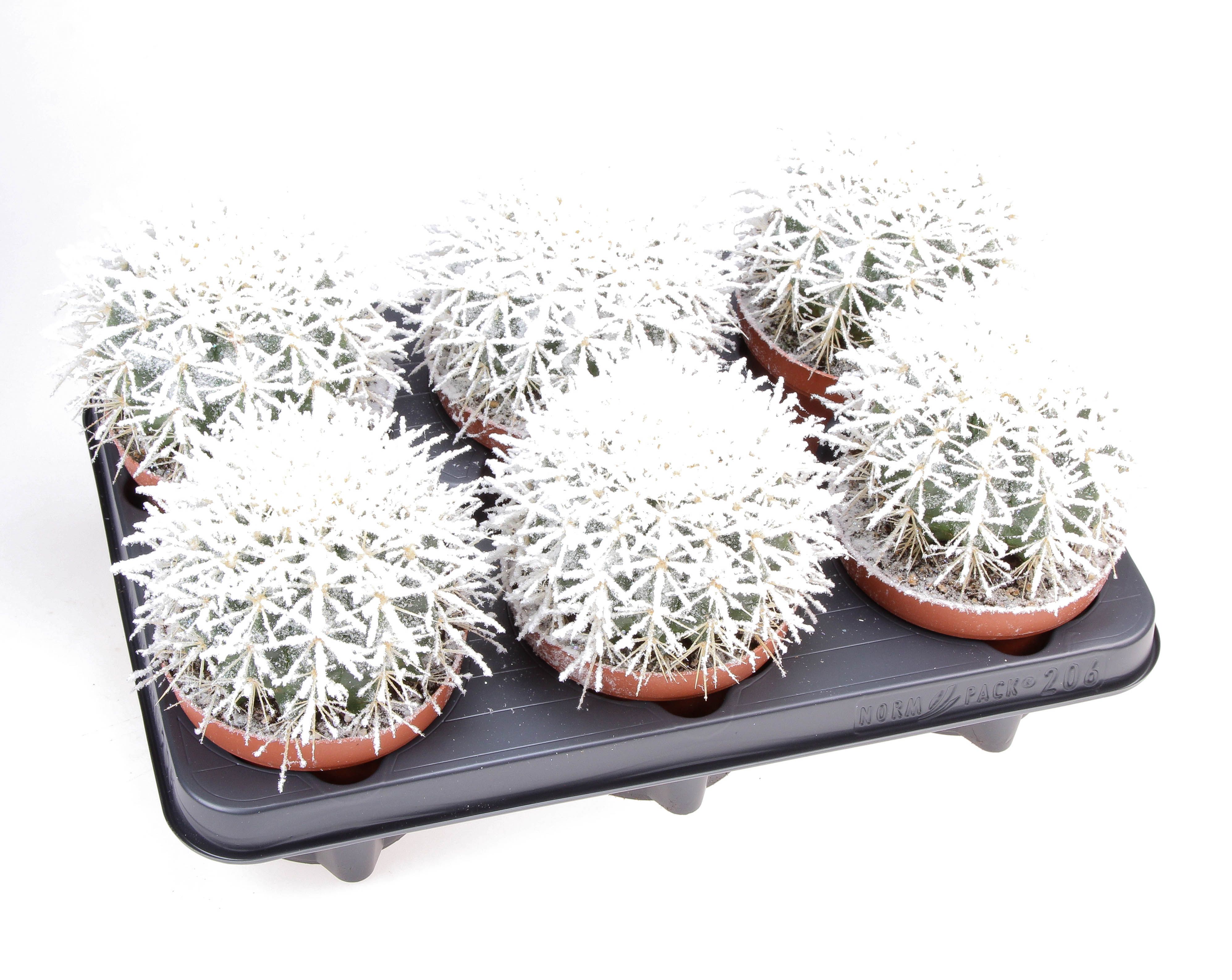 Grusonii + bio snow, D 12