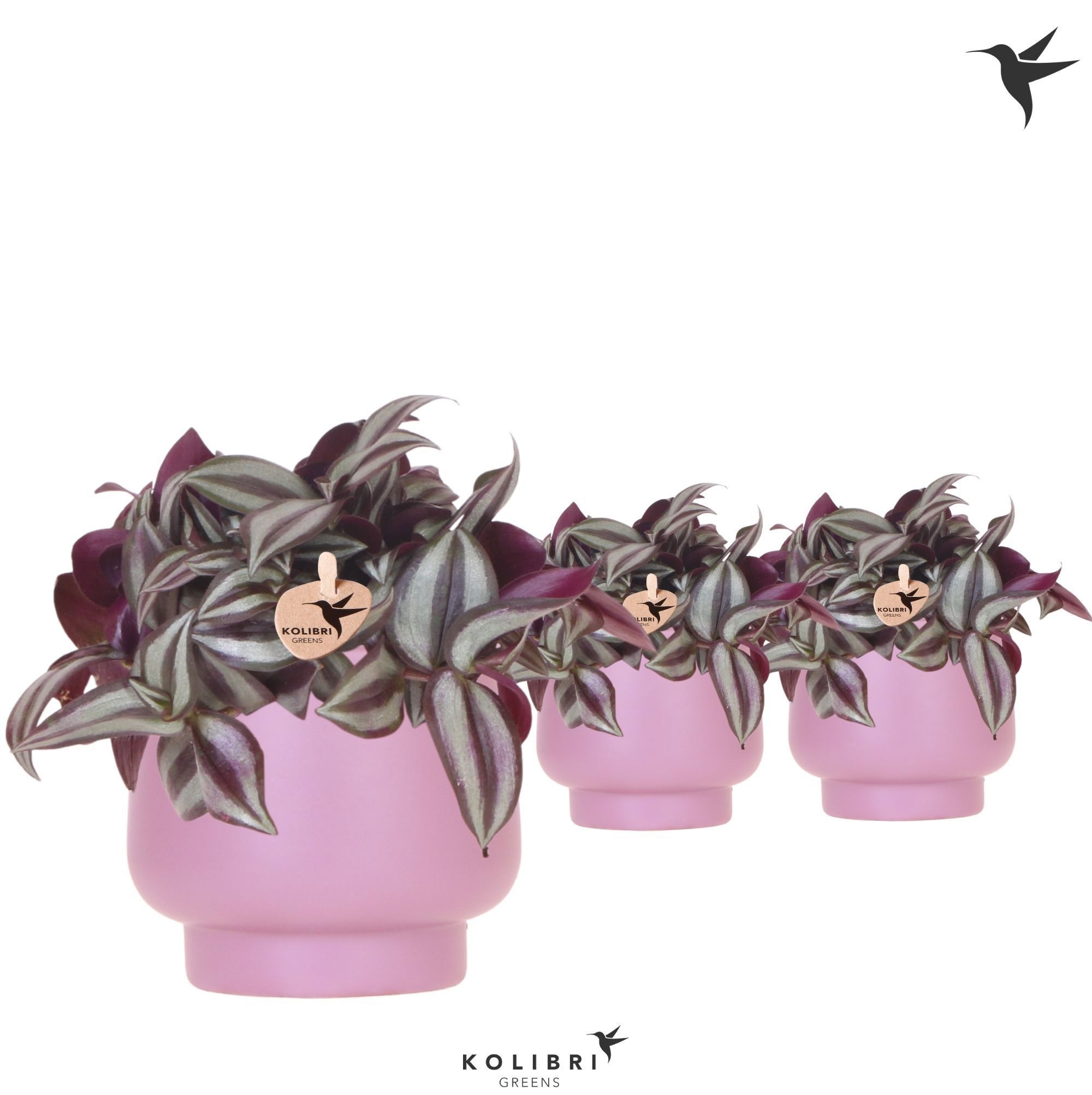 Kolibri Greens Tradescantia Zebrina in Scandic pot violet, D 9