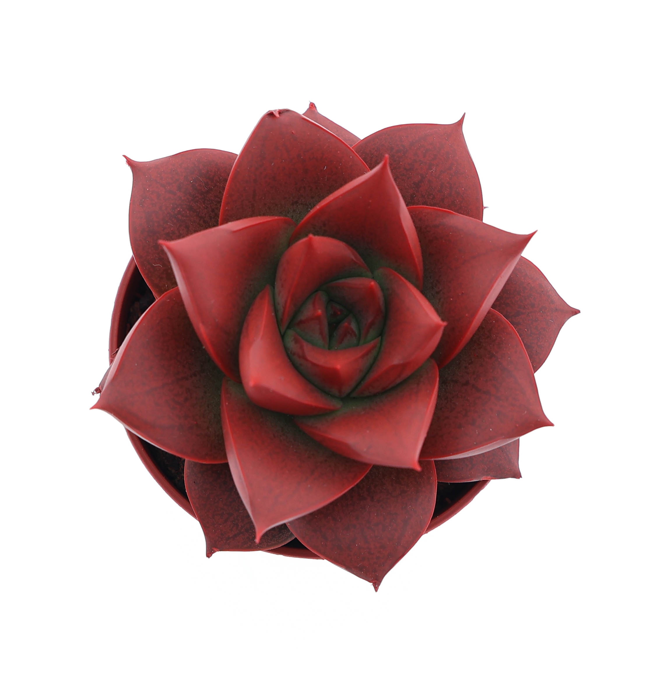 Rainbow purper red, D 5,5