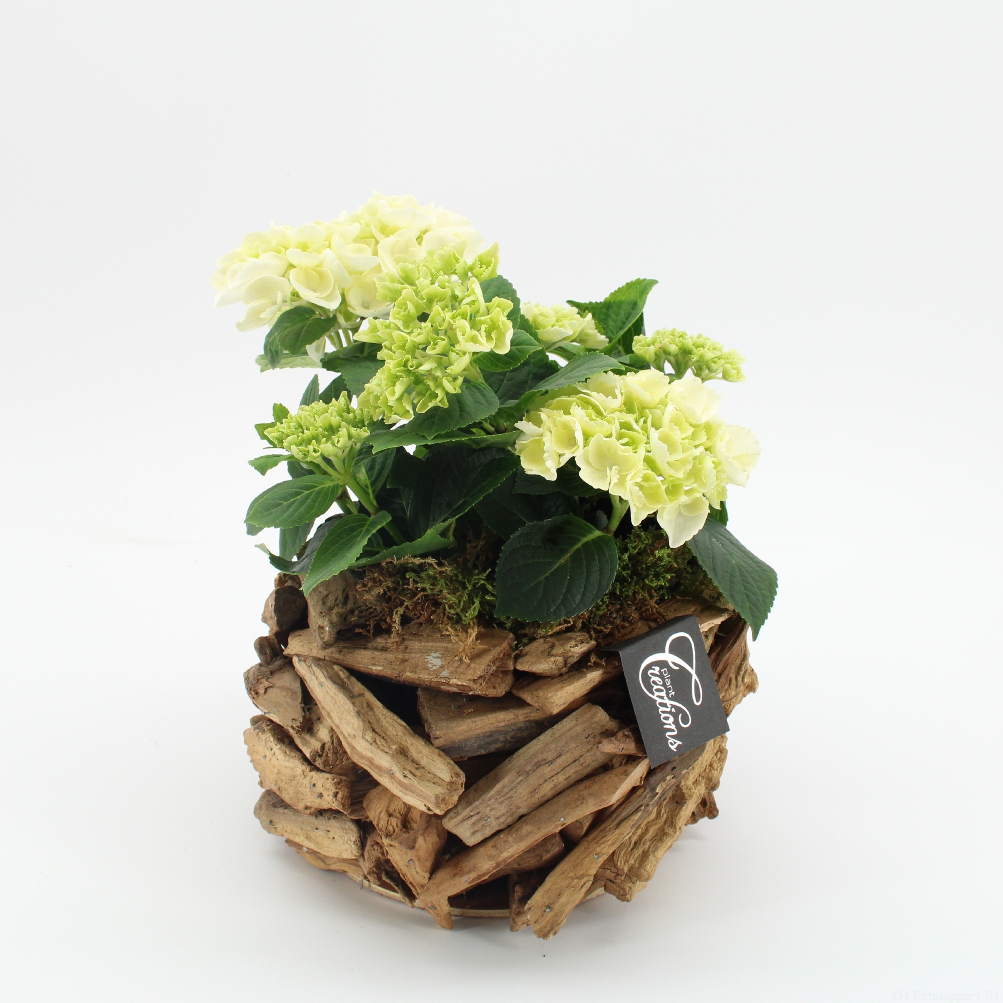 KHCR-2624W Hydrangea creatie, D 20
