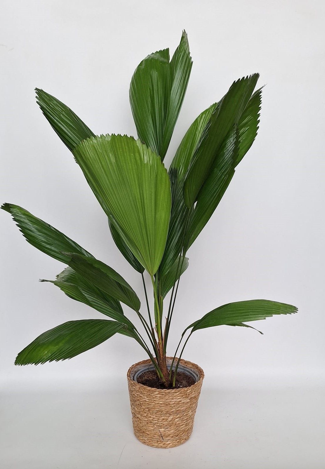 Licuala Grandis in Kandy mand, D 19