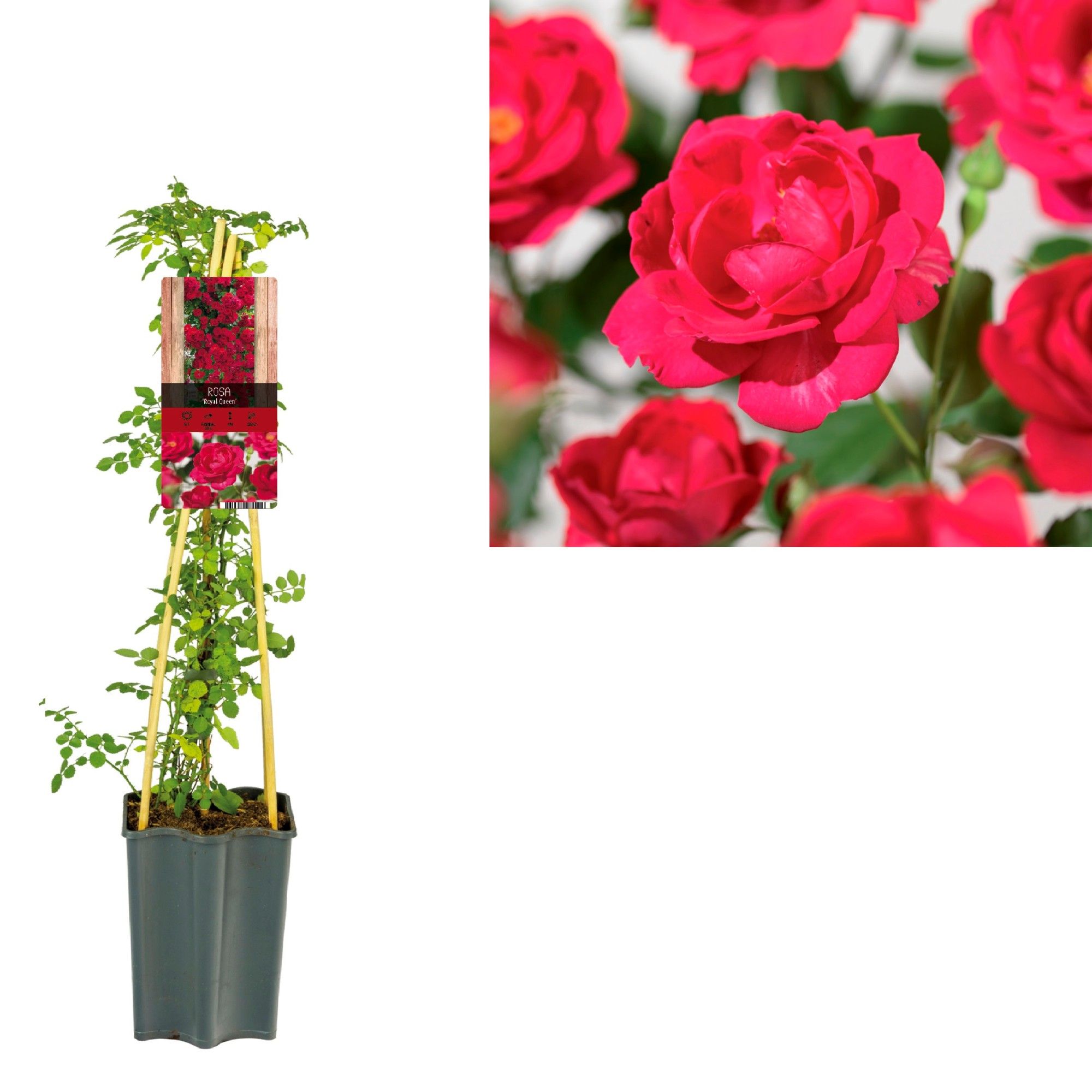 Rosa 'Royal Queen' +light label, D 15
