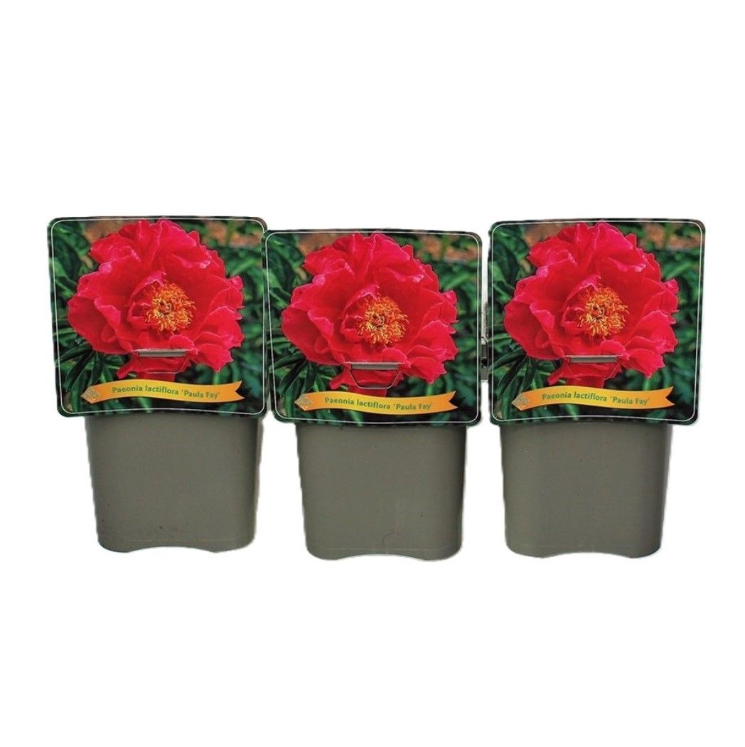 Paeonia Lactiflora 'Paula Fay' C5, D 21