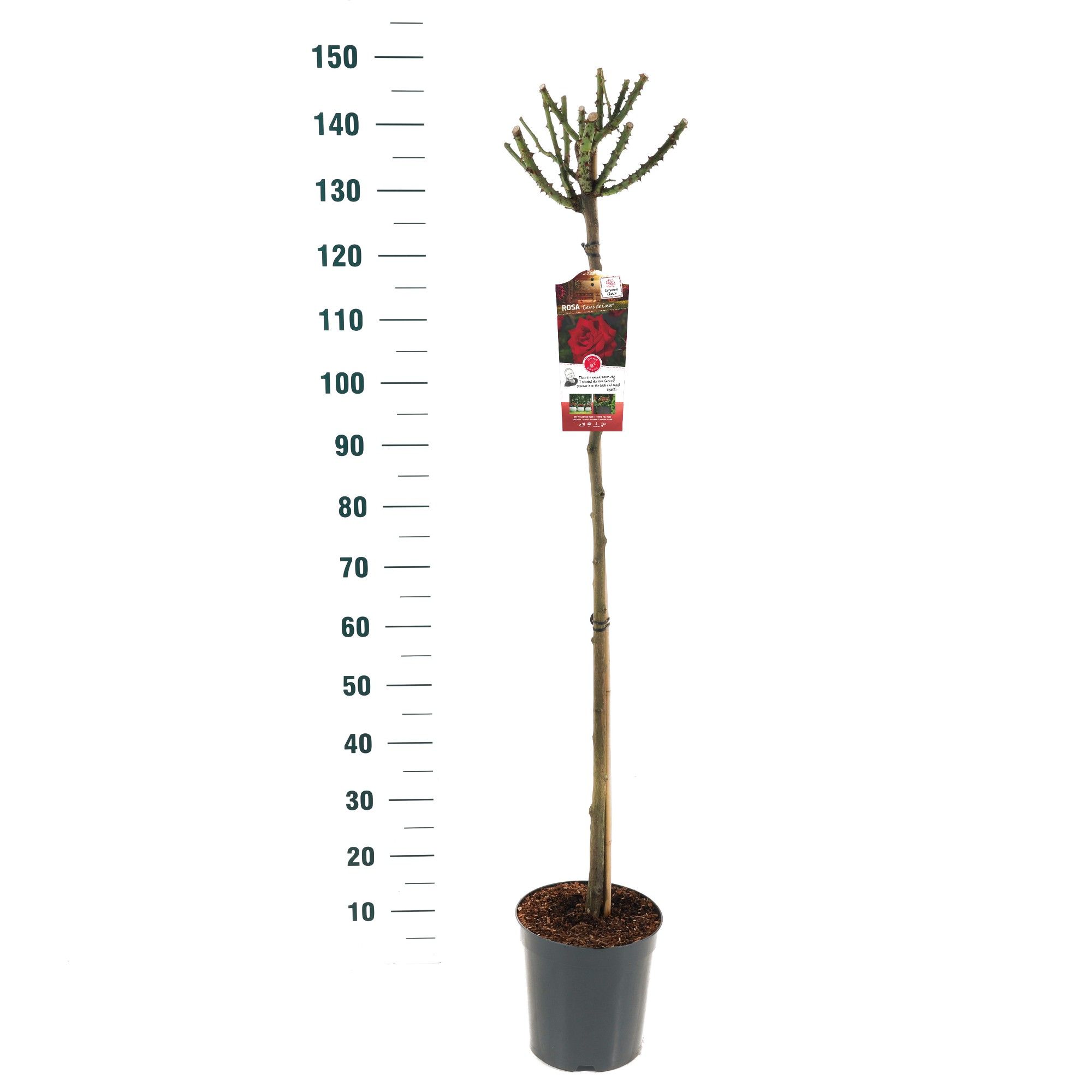 Rosa 'Dame de Coeur' - 110 Stam - Basic Collection, D 24