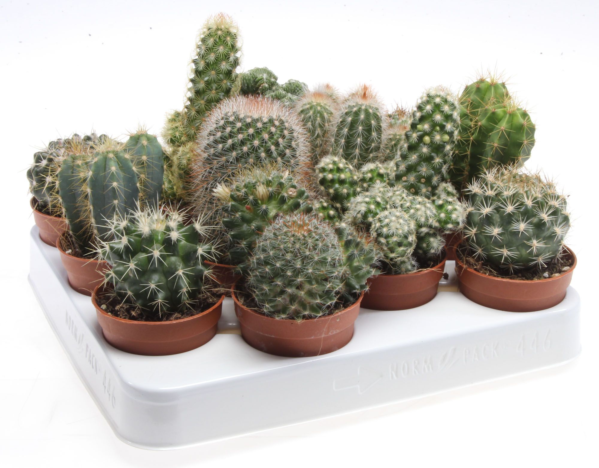 Cactus mix, D 6,5