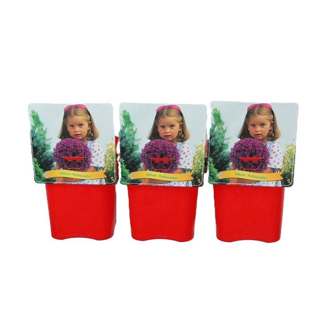 Allium 'Ambassador'' C5, D 21