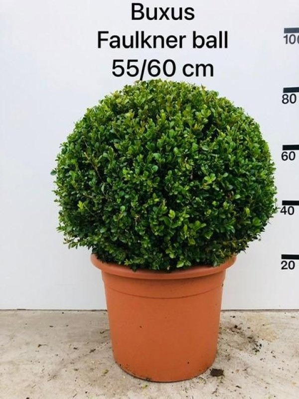 Buxus micr. 'Faulkner', bol, D 40