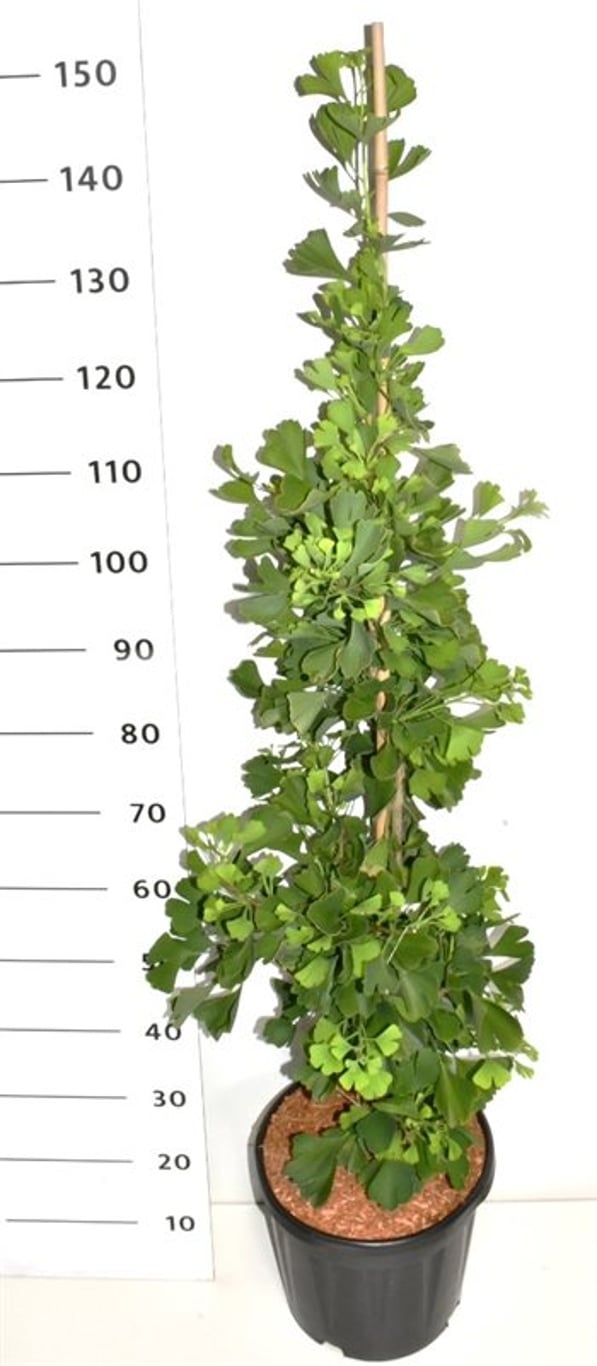 Ginkgo bil. Fastigiata Blagon, D 32