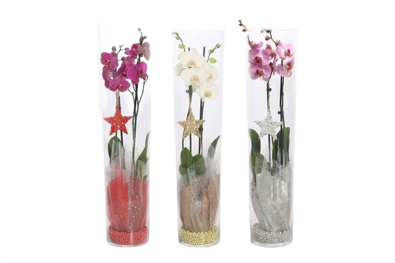 Glas conisch 70 cm Phal mix 2T14+, D 12