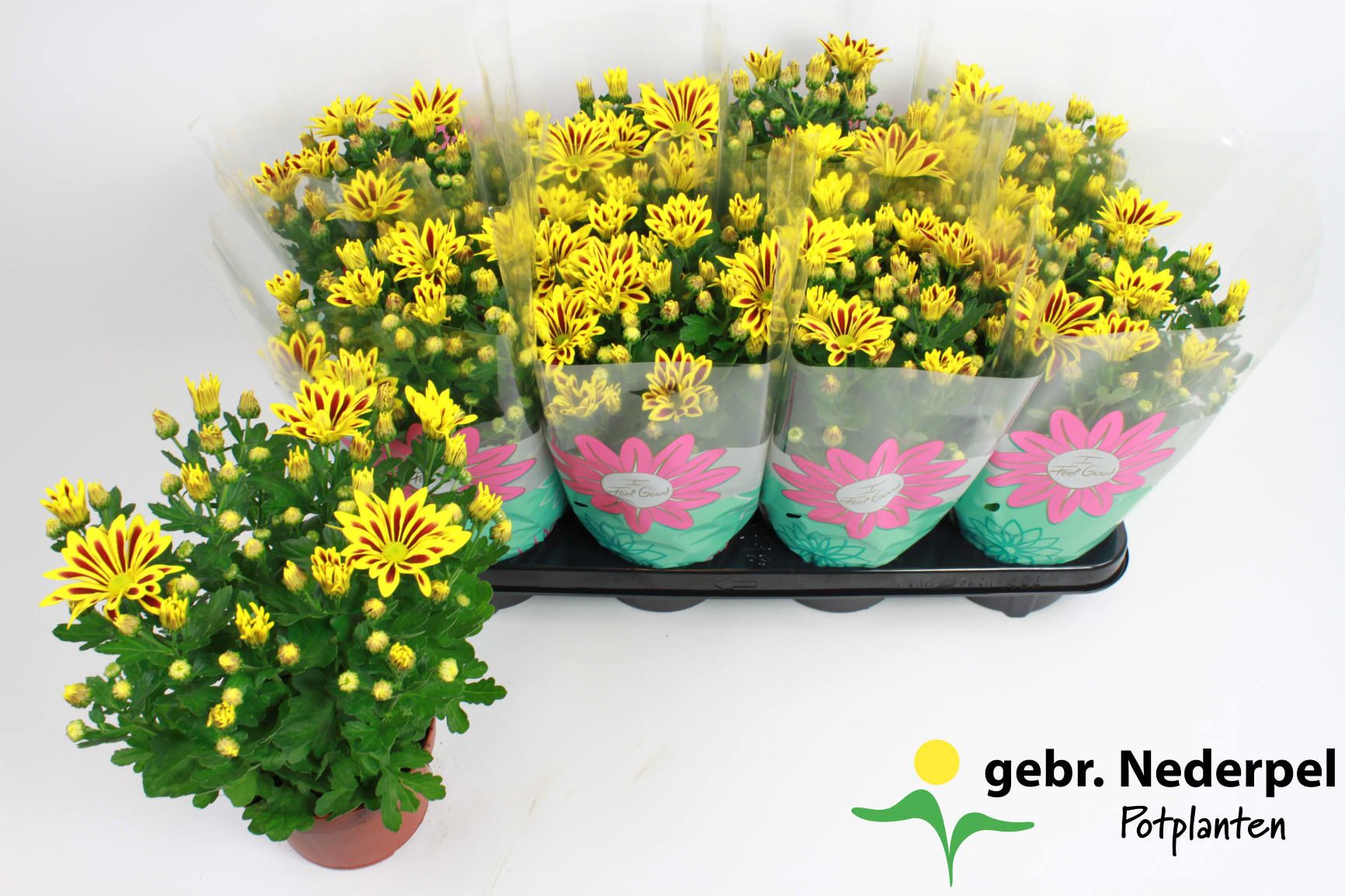 Chrysant Lake Worth Stadium 2, D 14