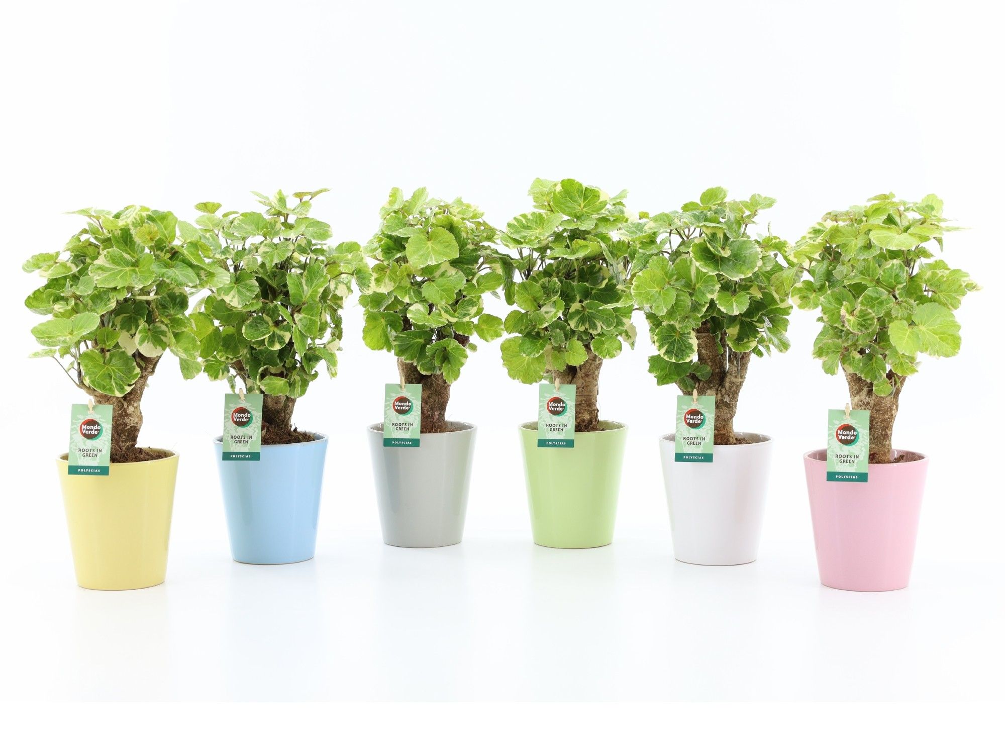 Polyscias Balfouriana in Pastel keramiek, D 13